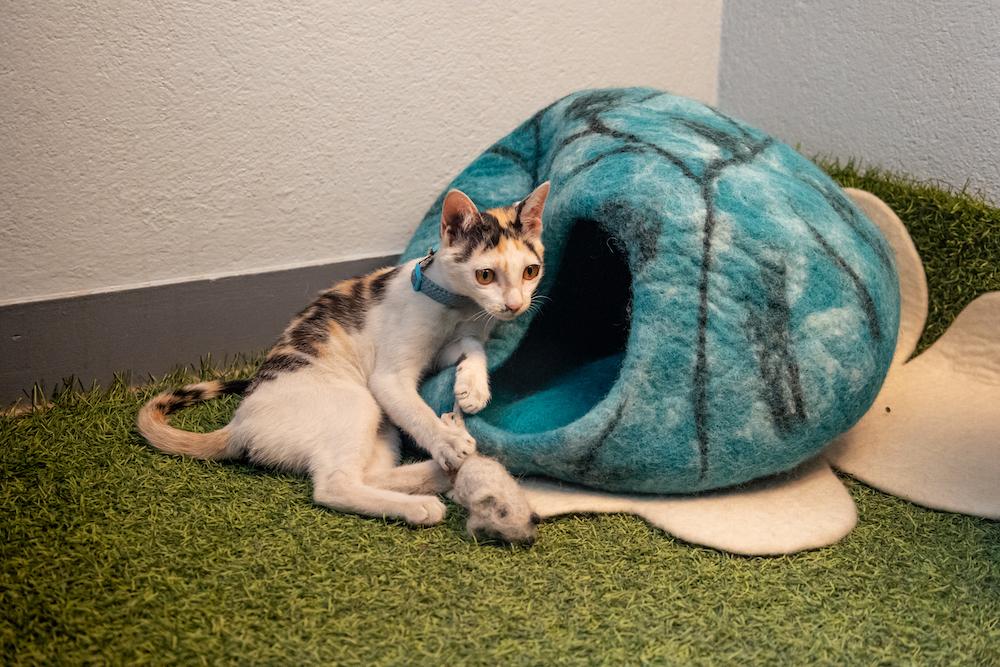 Felted cat cave for your cat